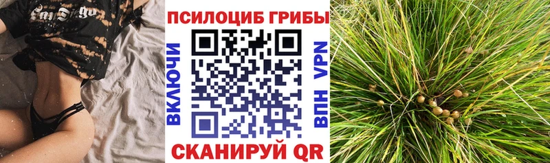 Псилоцибиновые грибы Psilocybine cubensis Суоярви